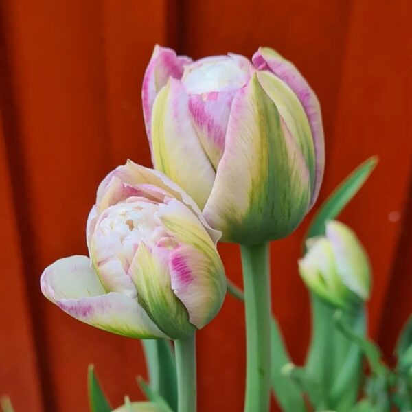 Tulipán ‘Double Surprise’ / 3db - Image 4