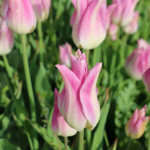 Tulipán ‘Elegant Lady’ / 6db
