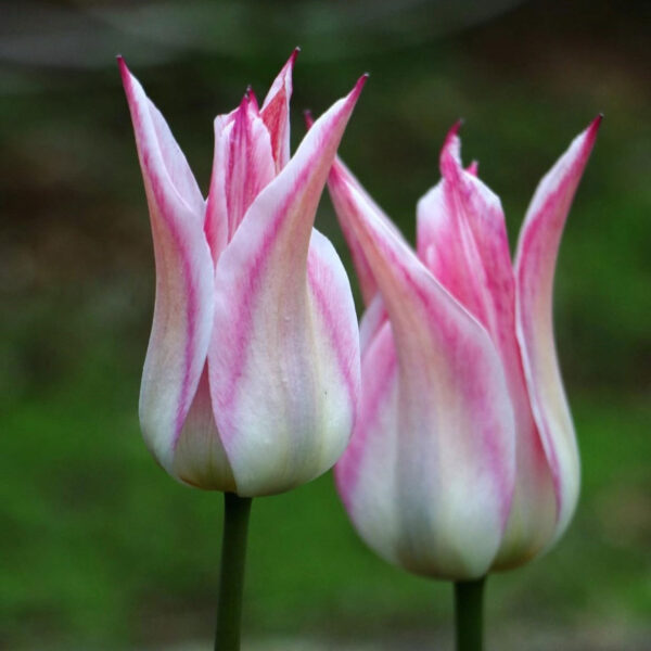 Tulipán ‘Elegant Lady’ / 6db - Image 2