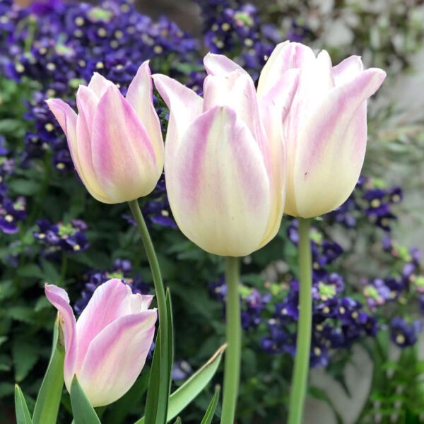 Tulipán ‘Elegant Lady’ / 6db - Image 3