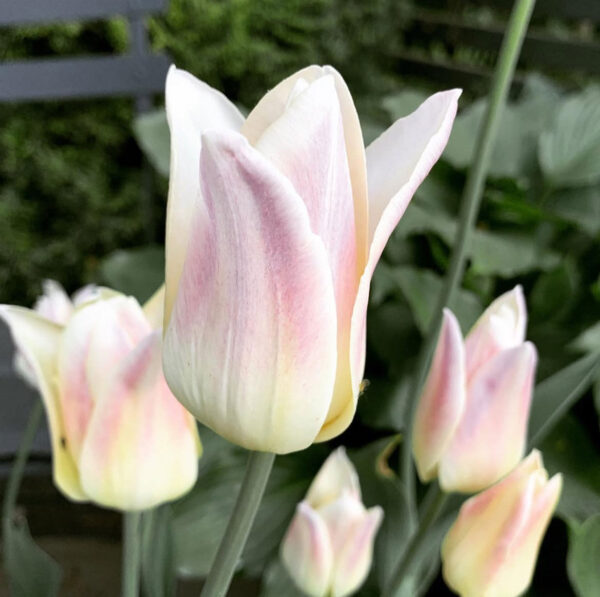 Tulipán ‘Elegant Lady’ / 6db - Image 4