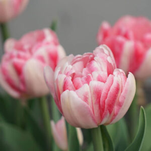 Tulipán ‘Foxtrot’ / 6db