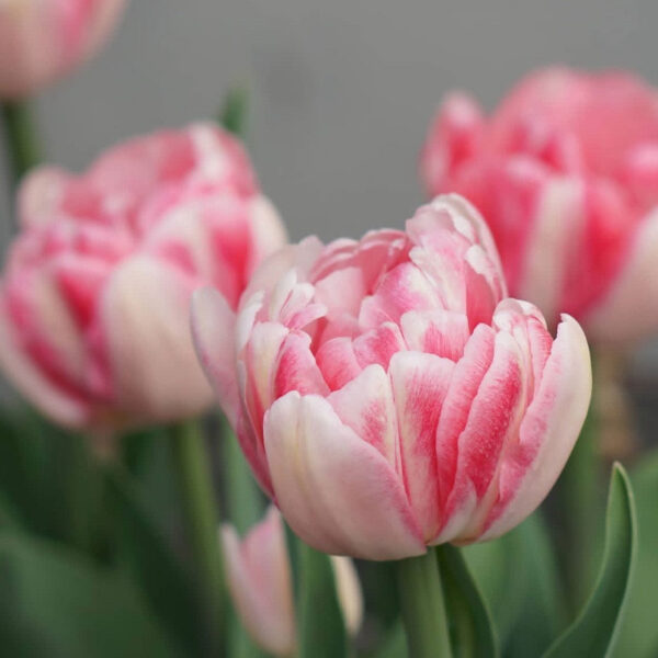 Tulipán ‘Foxtrot’ / 6db