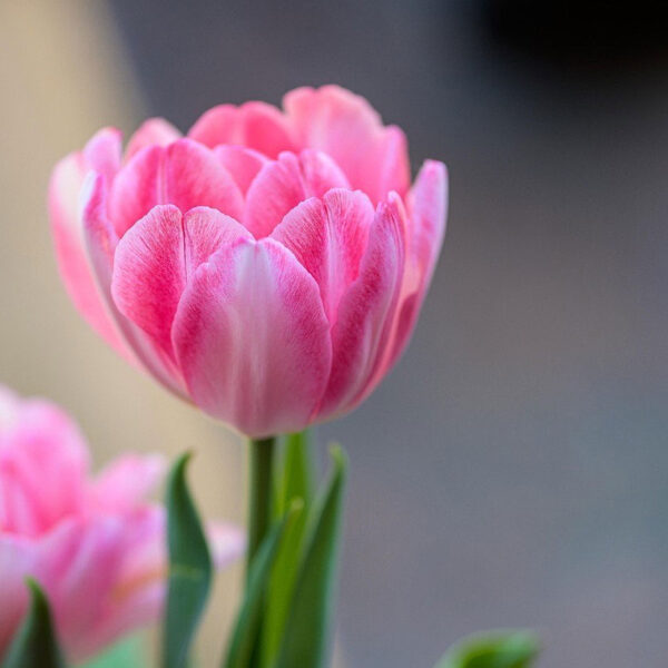 Tulipán ‘Foxtrot’ / 6db - Image 2
