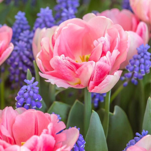 Tulipán ‘Foxtrot’ / 6db - Image 3