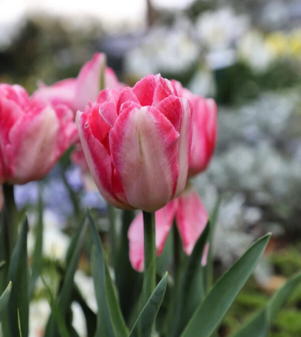 Tulipán ‘Foxtrot’ / 6db - Image 4