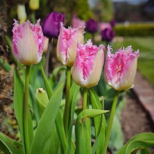 Tulipán ‘Huis Ten Bosch’ / 6db
