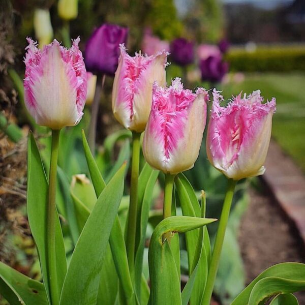 Tulipán ‘Huis Ten Bosch’ / 6db