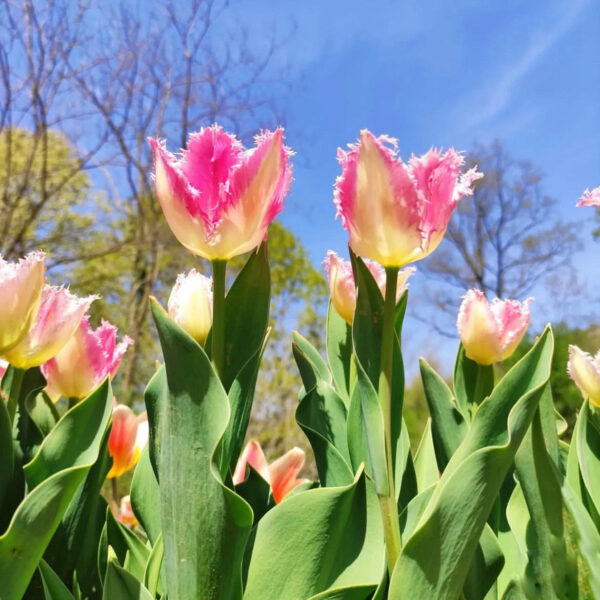 Tulipán ‘Huis Ten Bosch’ / 6db - Image 4