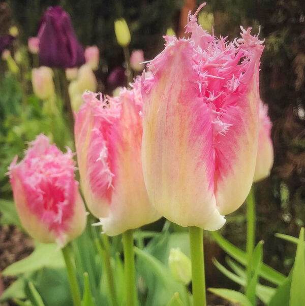 Tulipán ‘Huis Ten Bosch’ / 6db - Image 2
