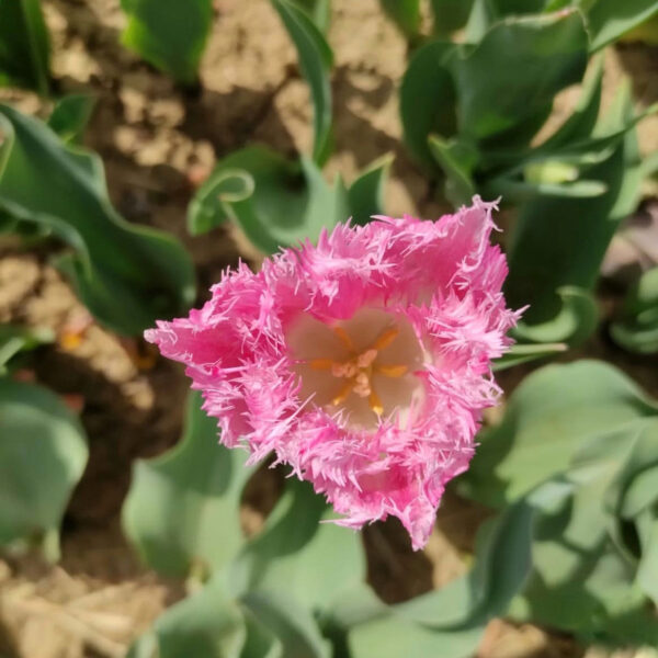 Tulipán ‘Huis Ten Bosch’ / 6db - Image 3