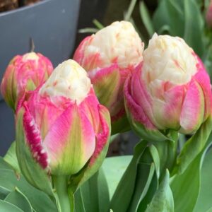 Tulipán ‘Ice Cream’ / 3db