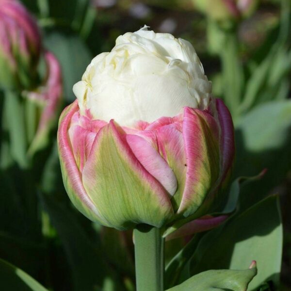 Tulipán ‘Ice Cream’ / 3db - Image 3