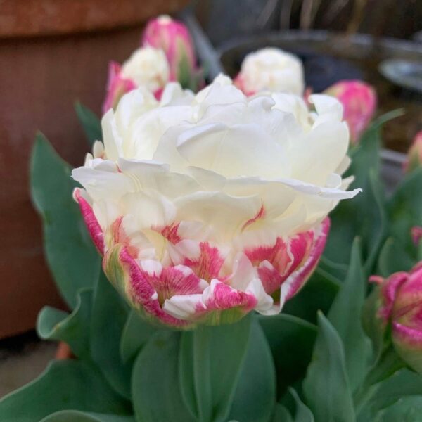 Tulipán ‘Ice Cream’ / 3db - Image 2