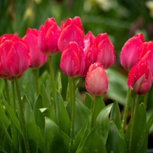 Tulipán ‘Lady van Eijk’ / 6db