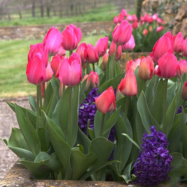 Tulipán ‘Lady van Eijk’ / 6db - Image 2