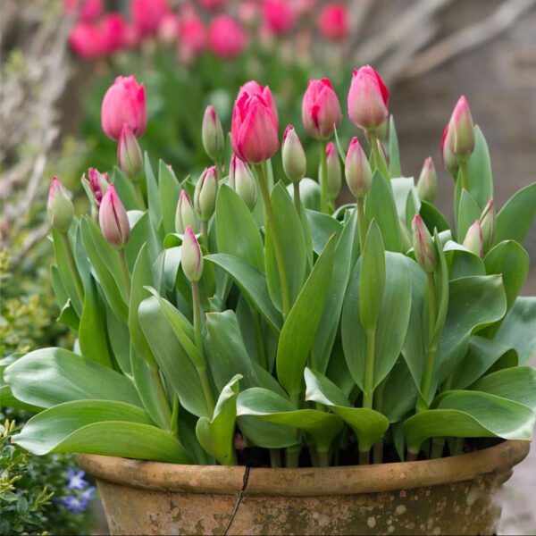Tulipán ‘Lady van Eijk’ / 6db - Image 3