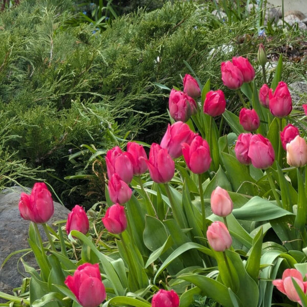 Tulipán ‘Lady van Eijk’ / 6db - Image 4