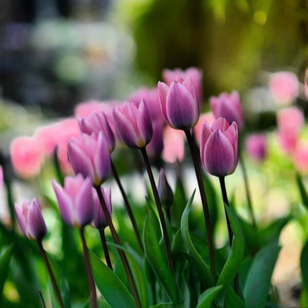 Tulipán ‘Light and Dreamy’ / 6db - Image 4