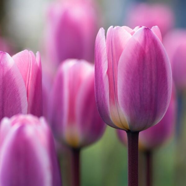 Tulipán ‘Light and Dreamy’ / 6db - Image 3