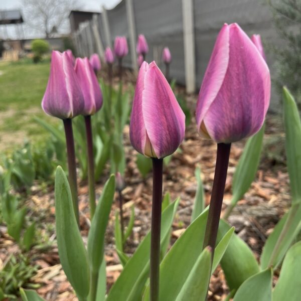 Tulipán ‘Light and Dreamy’ / 6db - Image 2