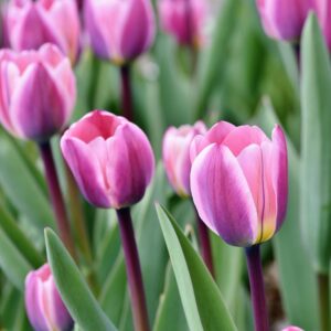 Tulipán ‘Light and Dreamy’ / 6db