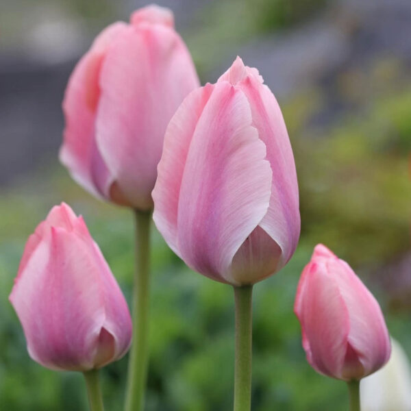 Tulipán ‘Mystic van Eijk’ / 6db - Image 4