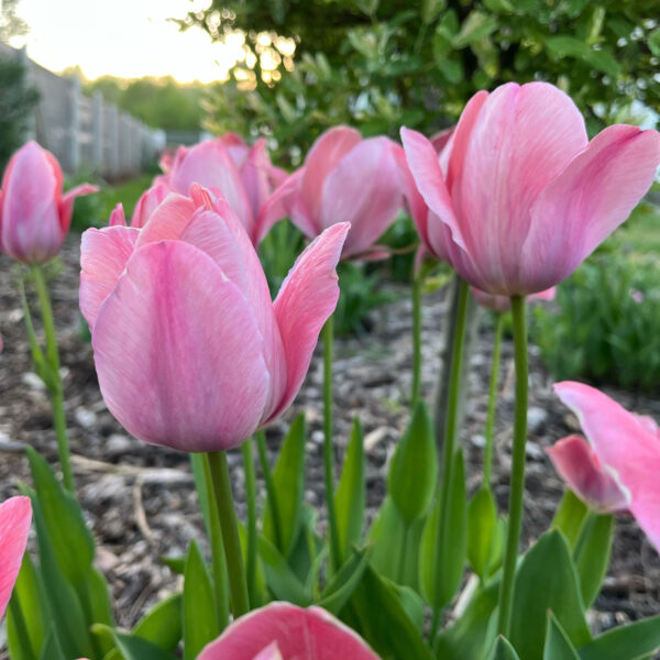 Tulipán ‘Mystic van Eijk’ / 6db - Image 2