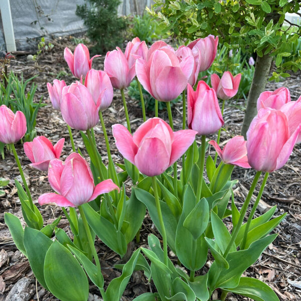 Tulipán ‘Mystic van Eijk’ / 6db - Image 3