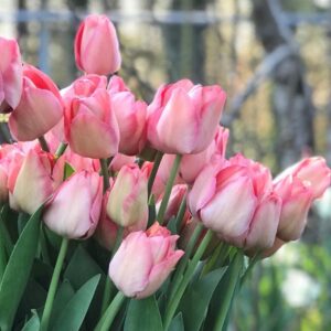 Tulipán ‘Mystic van Eijk’ / 6db