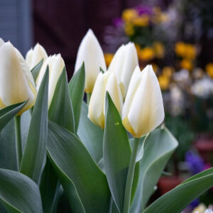 Tulipán ‘Purissima’ / 6db