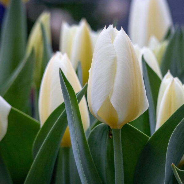 Tulipán ‘Purissima’ / 6db - Image 2
