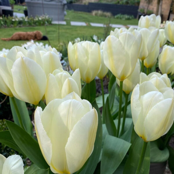 Tulipán ‘Purissima’ / 6db - Image 3