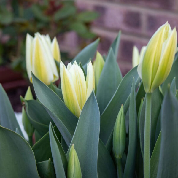 Tulipán ‘Purissima’ / 6db - Image 4