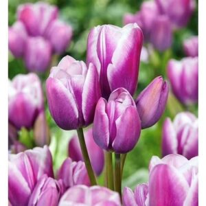 Tulipán ‘Purple Elegance’ / 6db