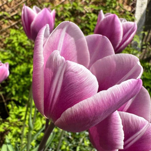 Tulipán ‘Purple Elegance’ / 6db - Image 4
