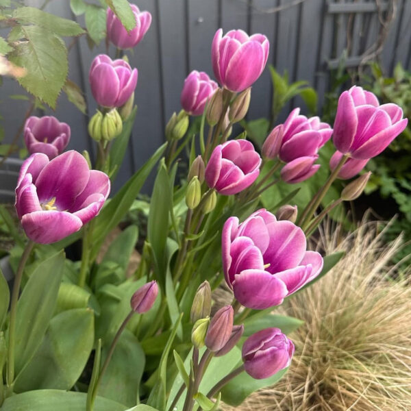 Tulipán ‘Purple Elegance’ / 6db - Image 3