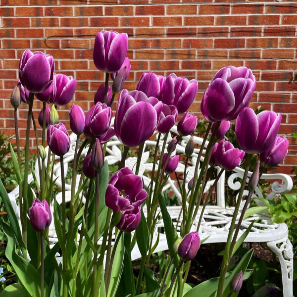 Tulipán ‘Purple Elegance’ / 6db - Image 2