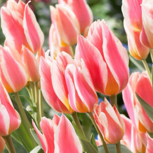 Tulipán ‘Quebec’ / 6db