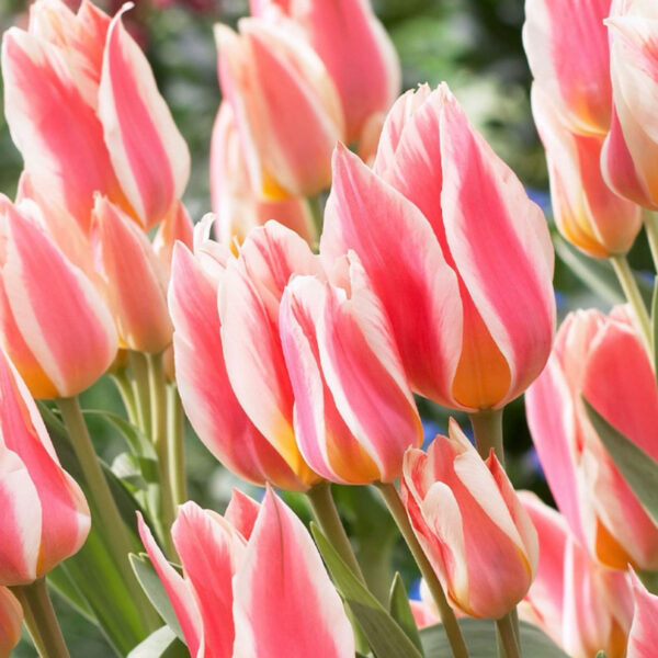 Tulipán ‘Quebec’ / 6db - Image 2