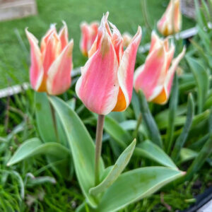 Tulipán ‘Quebec’ / 6db