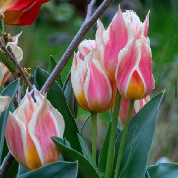Tulipán ‘Quebec’ / 6db - Image 4