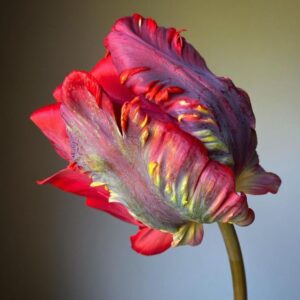 Tulipán ‘Rococo’ / 6db