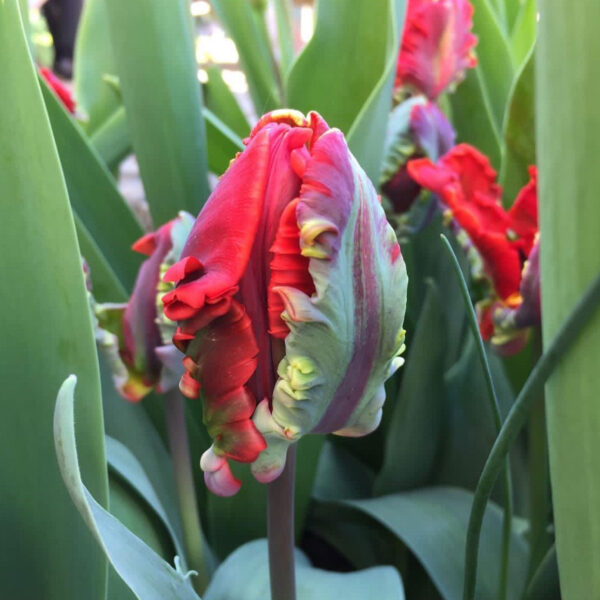 Tulipán ‘Rococo’ / 6db - Image 3