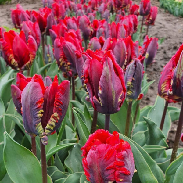 Tulipán ‘Rococo’ / 6db - Image 2