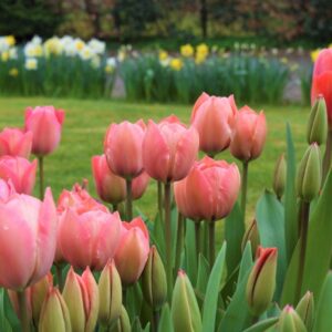 Tulipán ‘Salmon van Eijk’ / 6 db