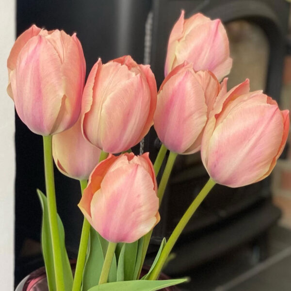 Tulipán ‘Salmon van Eijk’ / 6 db - Image 4