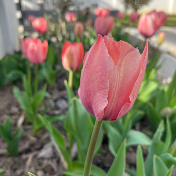 Tulipán ‘Salmon van Eijk’ / 6 db - Image 3