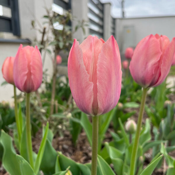 Tulipán ‘Salmon van Eijk’ / 6 db - Image 2