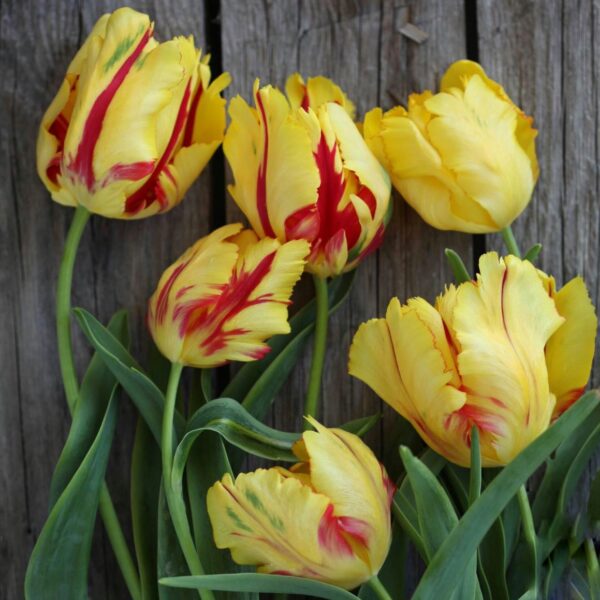 Tulipán ‘Texas Flame’ / 6db - Image 4